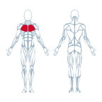 A350 Seated Butterfly