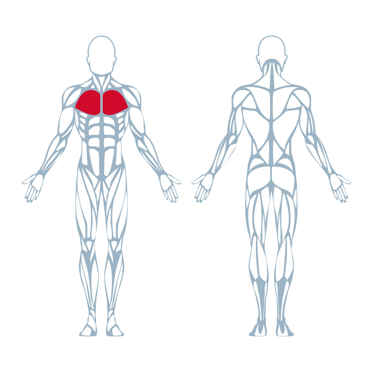 A350 Seated Butterfly